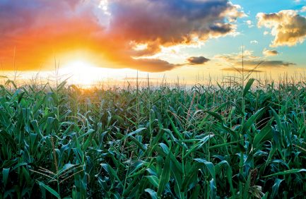 Corn field