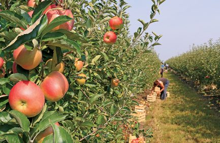 Apple picking in orchard