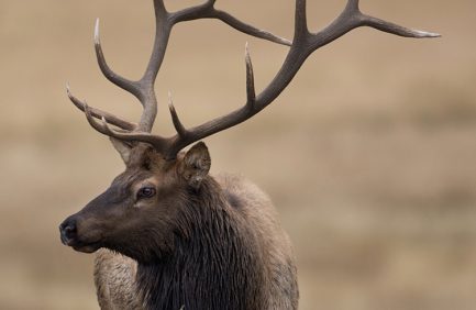 elk