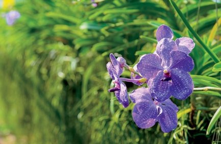 Orchid hanging in plant nursery.