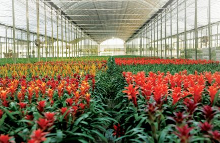 tropical plants
