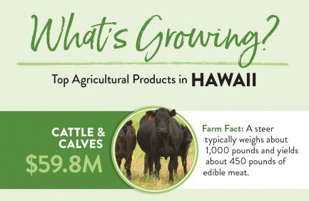 Hawaii Top 10 ag products