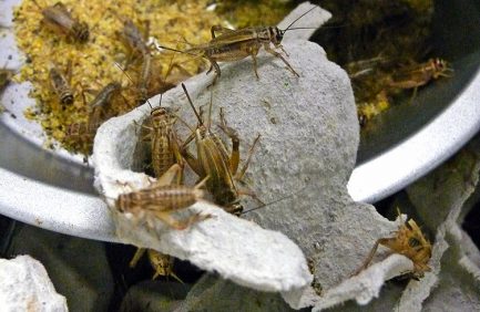 Crickets