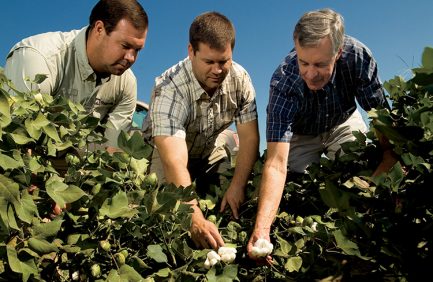 Cotton farmers in Arkansas