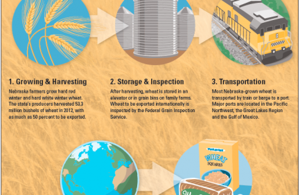 Nebraska Wheat Infographic