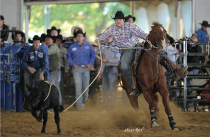 Horse Wrangling