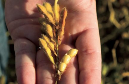 soybean hands