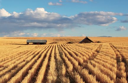 Wheat field