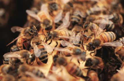 bees