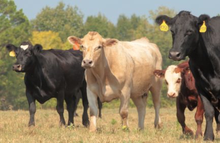 cattle