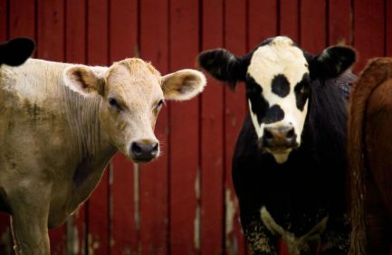 Tennessee cattle and calves