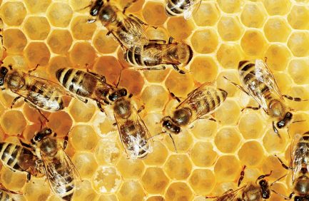 Ohio state apiarist