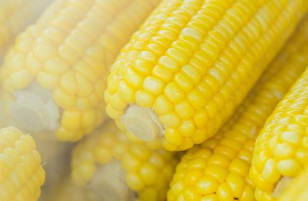 Ears of Sweet Corn