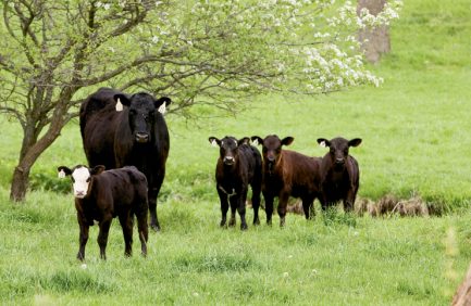 Animal ID Program