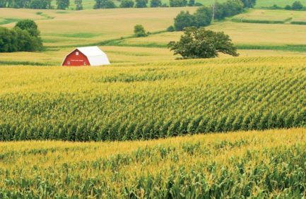 Corn Field