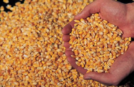 Corn