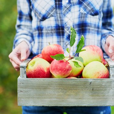 apple picking