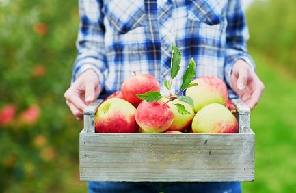 apple picking