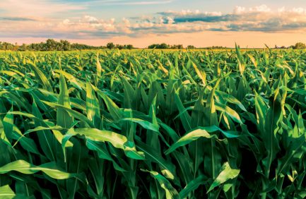 Cornfield