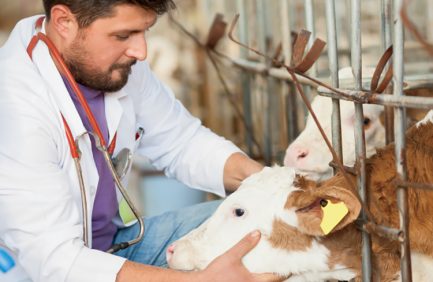 Vet Working In The Barn