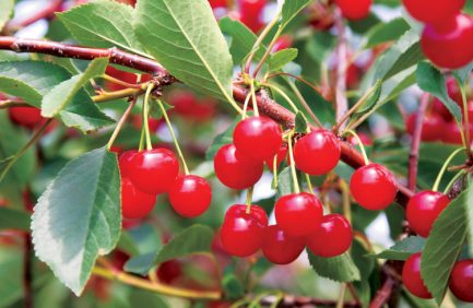 Montmorency Tart Cherries