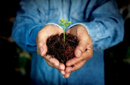 Hands holding plant