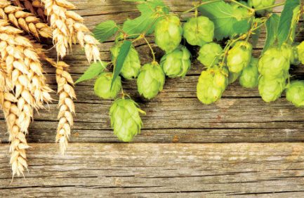 Malt and hops