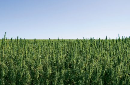 hemp producers