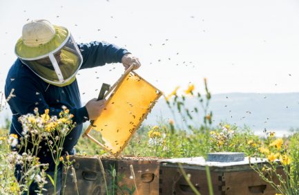 pollinators