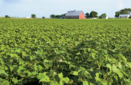 Field of cotton in Central Texas