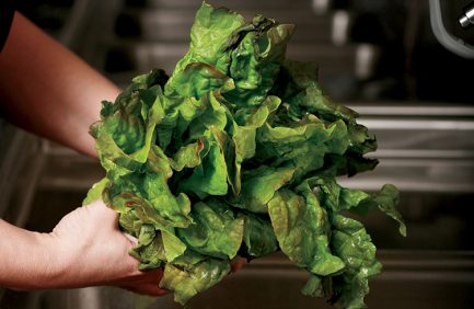 Lettuce