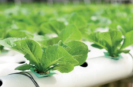 Hydroponic