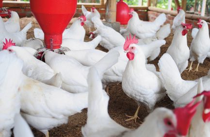 Stock chicken