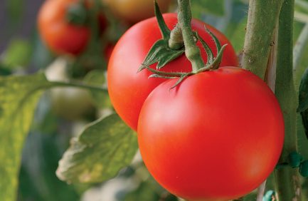 Florida tomatoes