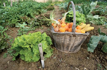 Picking of vegetables in the garden