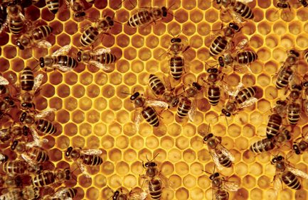 bees