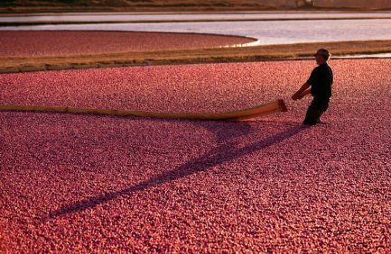 Wisconsin cranberries