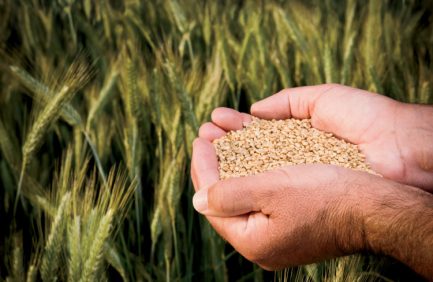 small grains