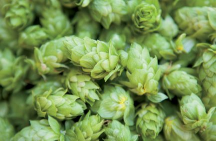 KY hops