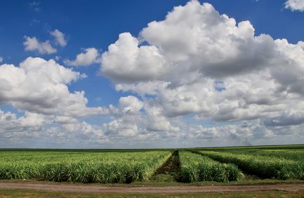 Florida agriculture