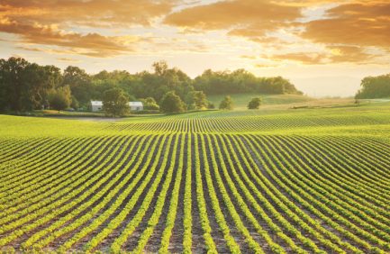 Minnesota Agriculture