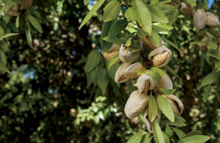 california almonds