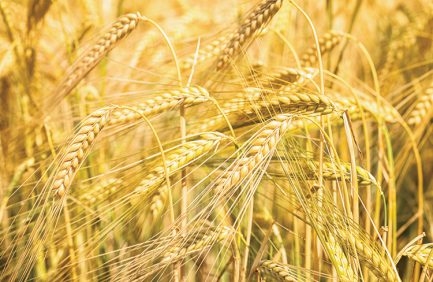 Grain field of barley is nearly ready for harvest