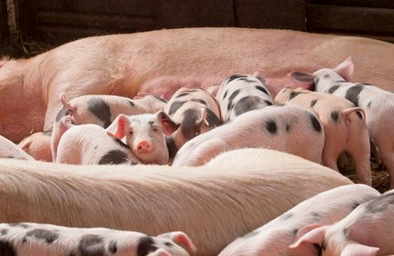 virginia heritage breeds