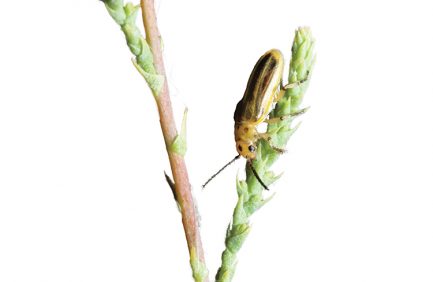 Tamarisk beetle along Green River Utah
