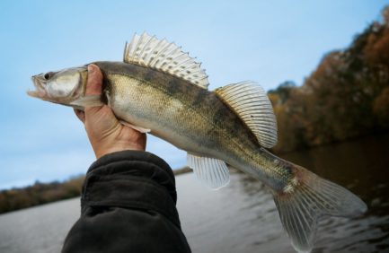 walleye