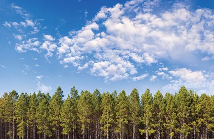 Pine Plantation