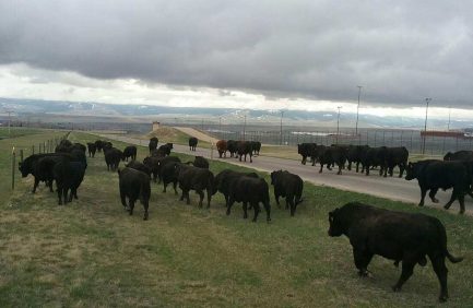 Montana State Prison Farm and Ranch