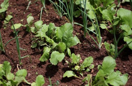 Spring greens in the garden