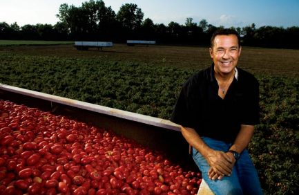 Red Gold Tomatoes in Windfall